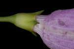 Slenderleaf false foxglove
